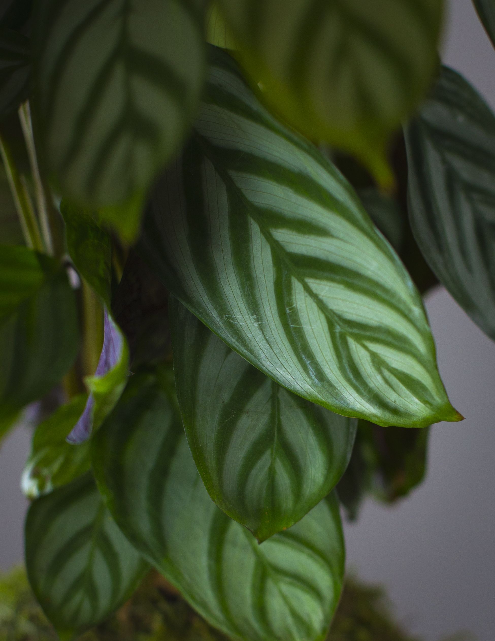 Calathea 3 Calathea - Imagen 3