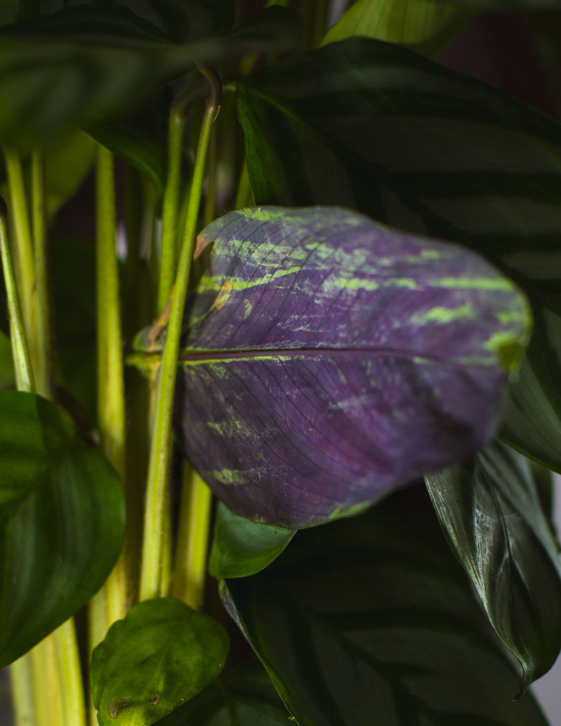 Calathea 4 Calathea - Imagen 4