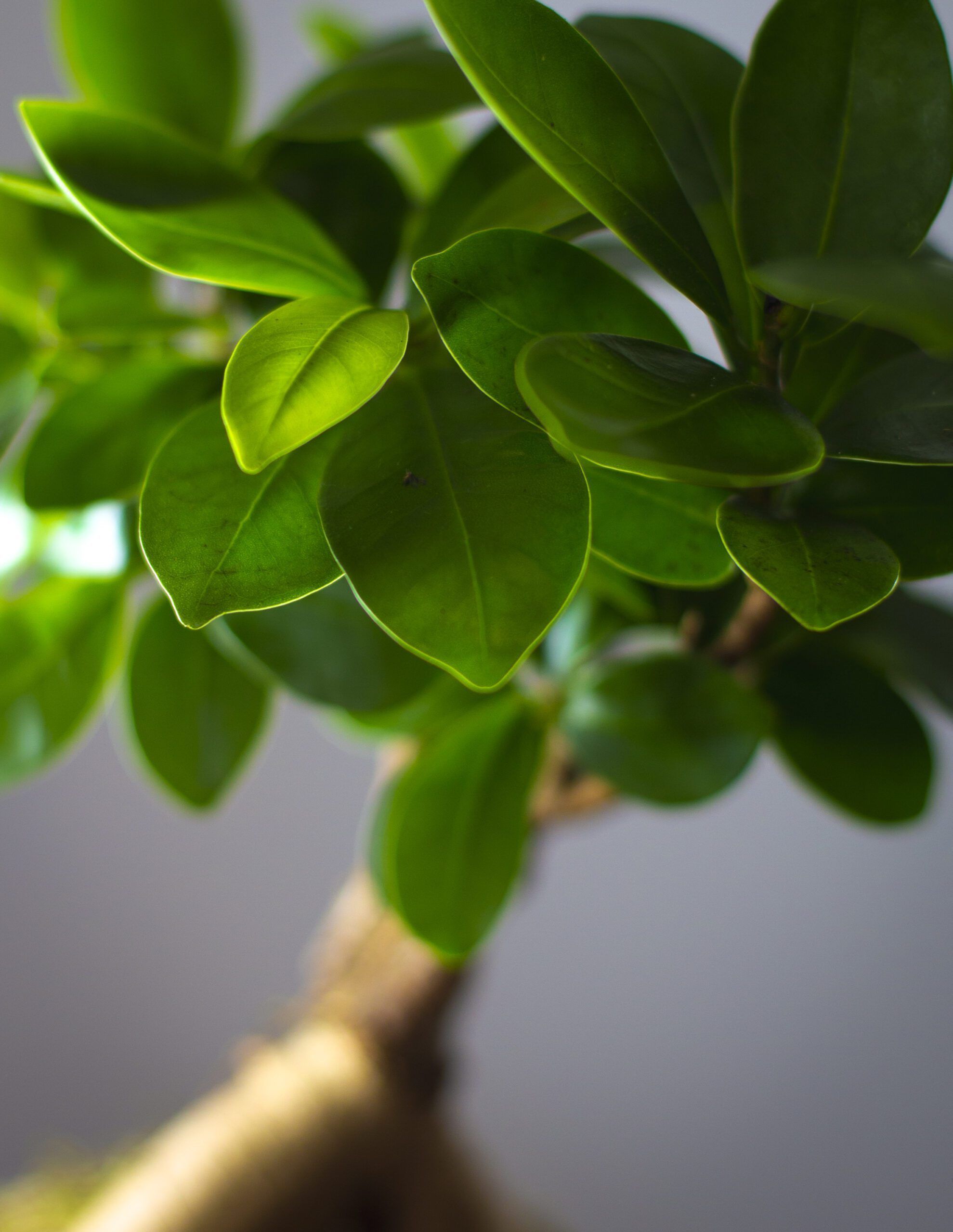 Mini Ficus Ginseng 4 Mini Ficus Ginseng - Imagen 4