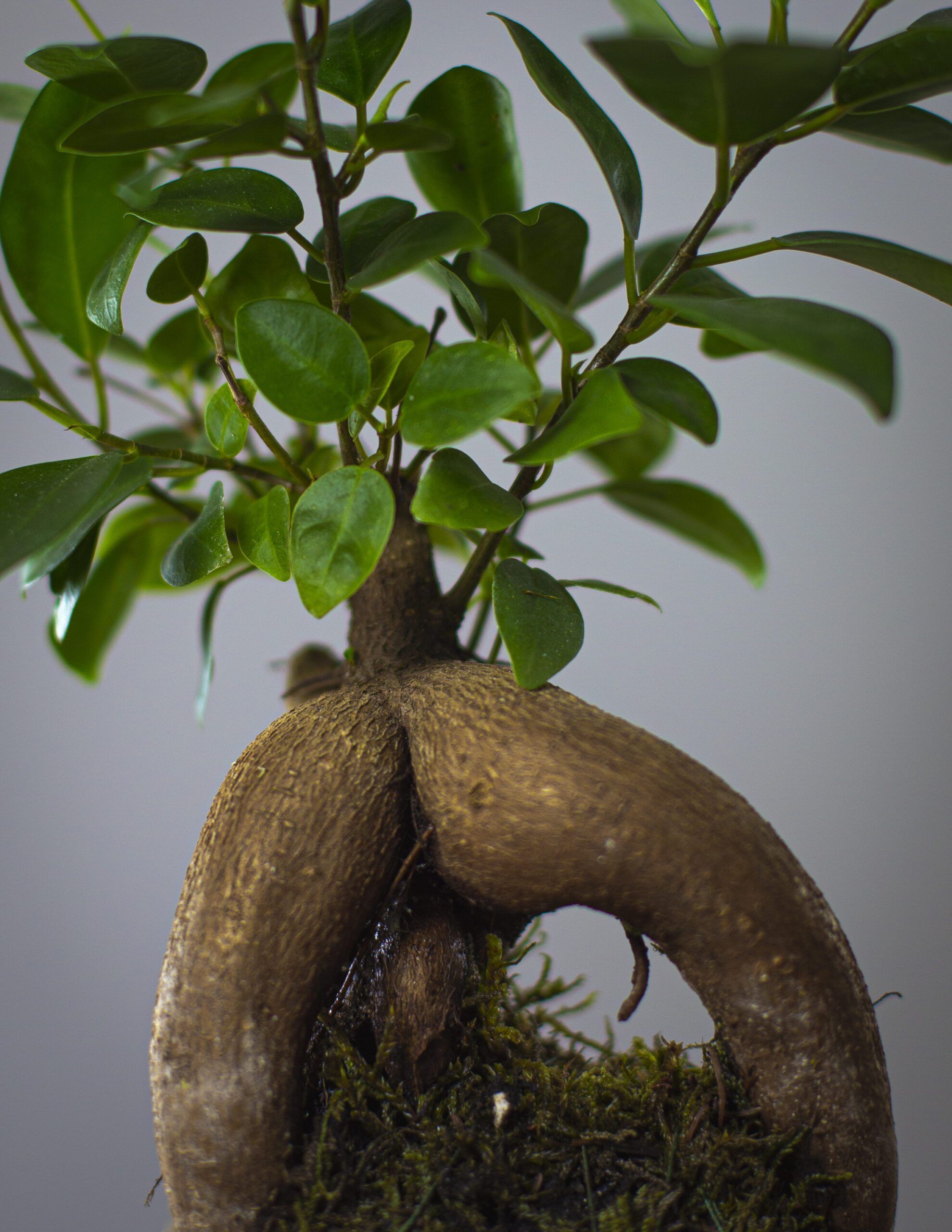 Mini Ficus Ginseng 3 Mini Ficus Ginseng - Imagen 3