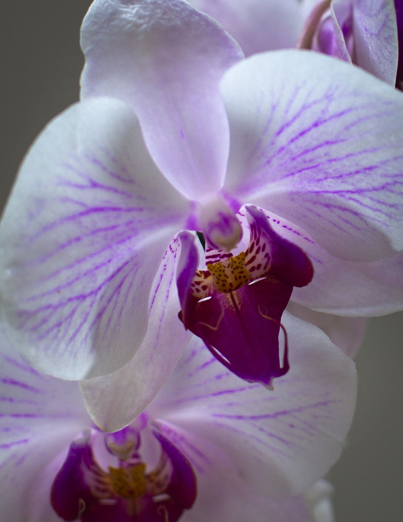Orquídea 4 Orquídea - Imagen 4