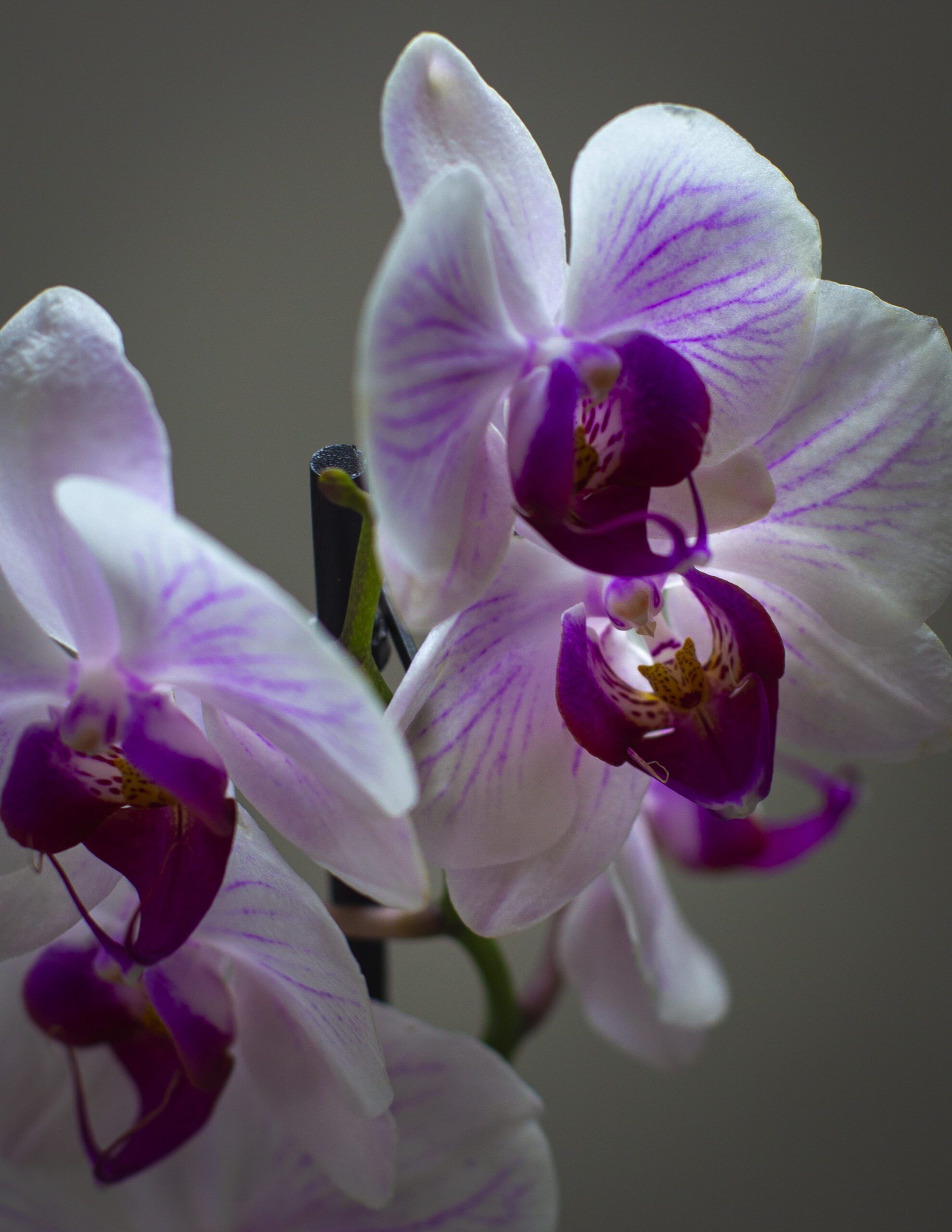 Orquídea 3 Orquídea - Imagen 3