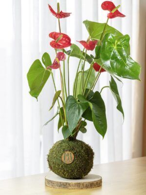 Anthurium Rojo