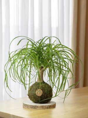 Beaucarnea
