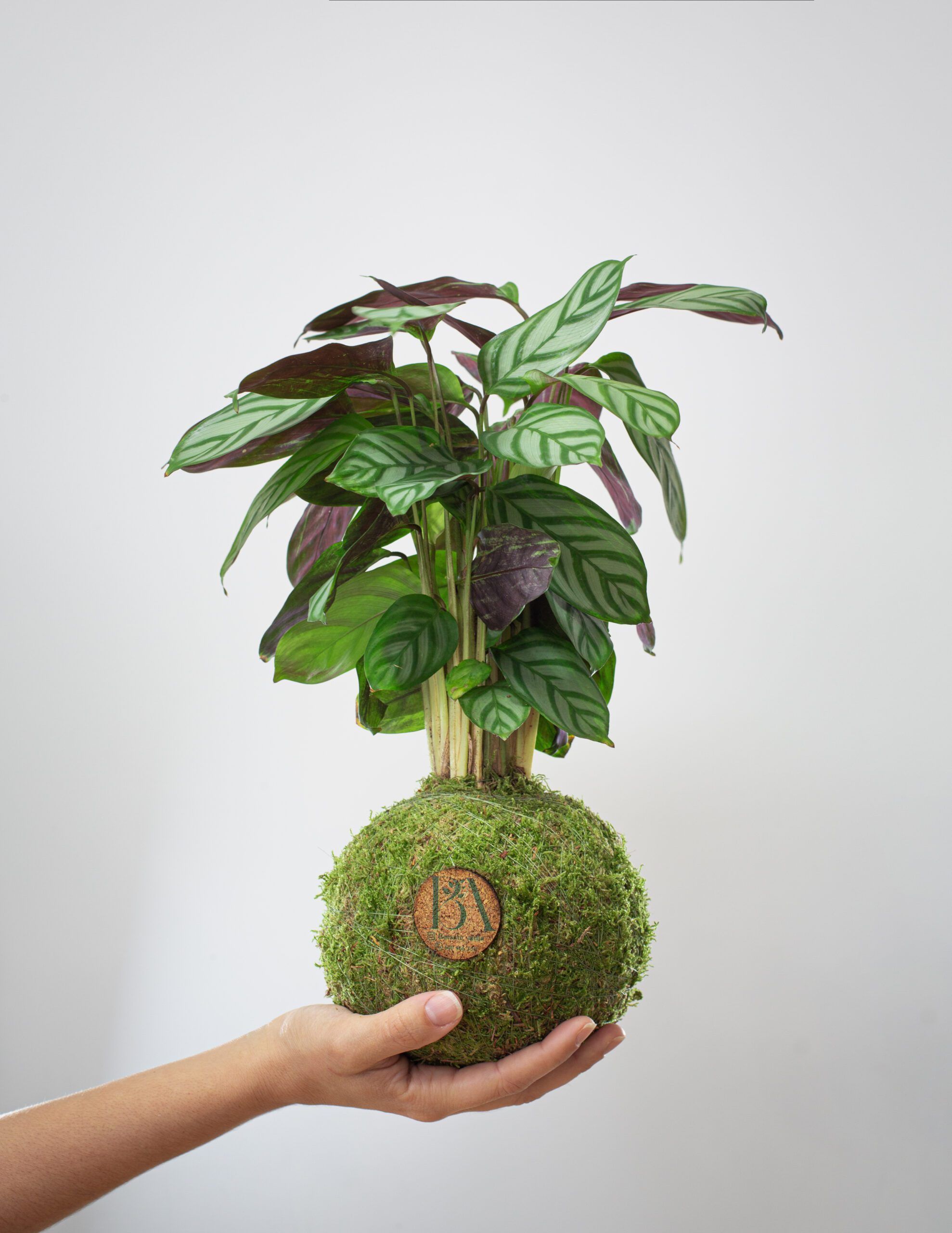 Calathea 2 Calathea - Imagen 2