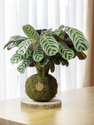 Calathea