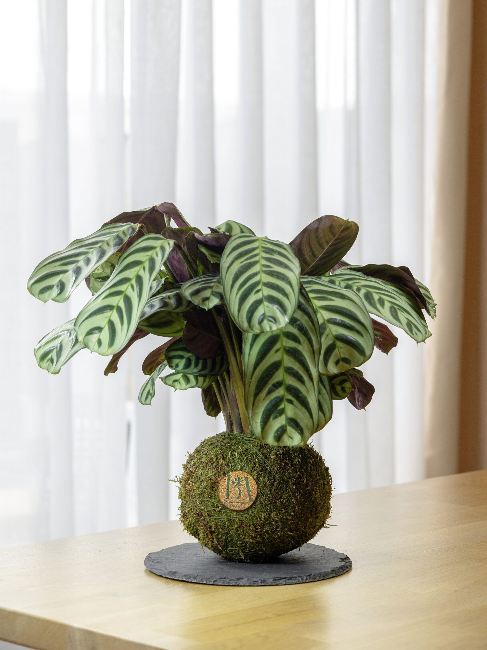 Calathea 5 Calathea - Imagen 5
