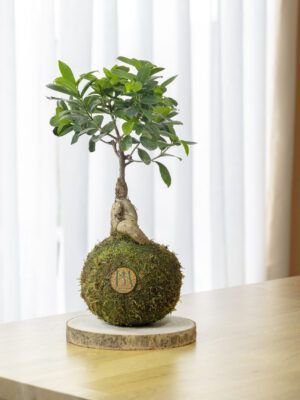 Ficus Ginseng