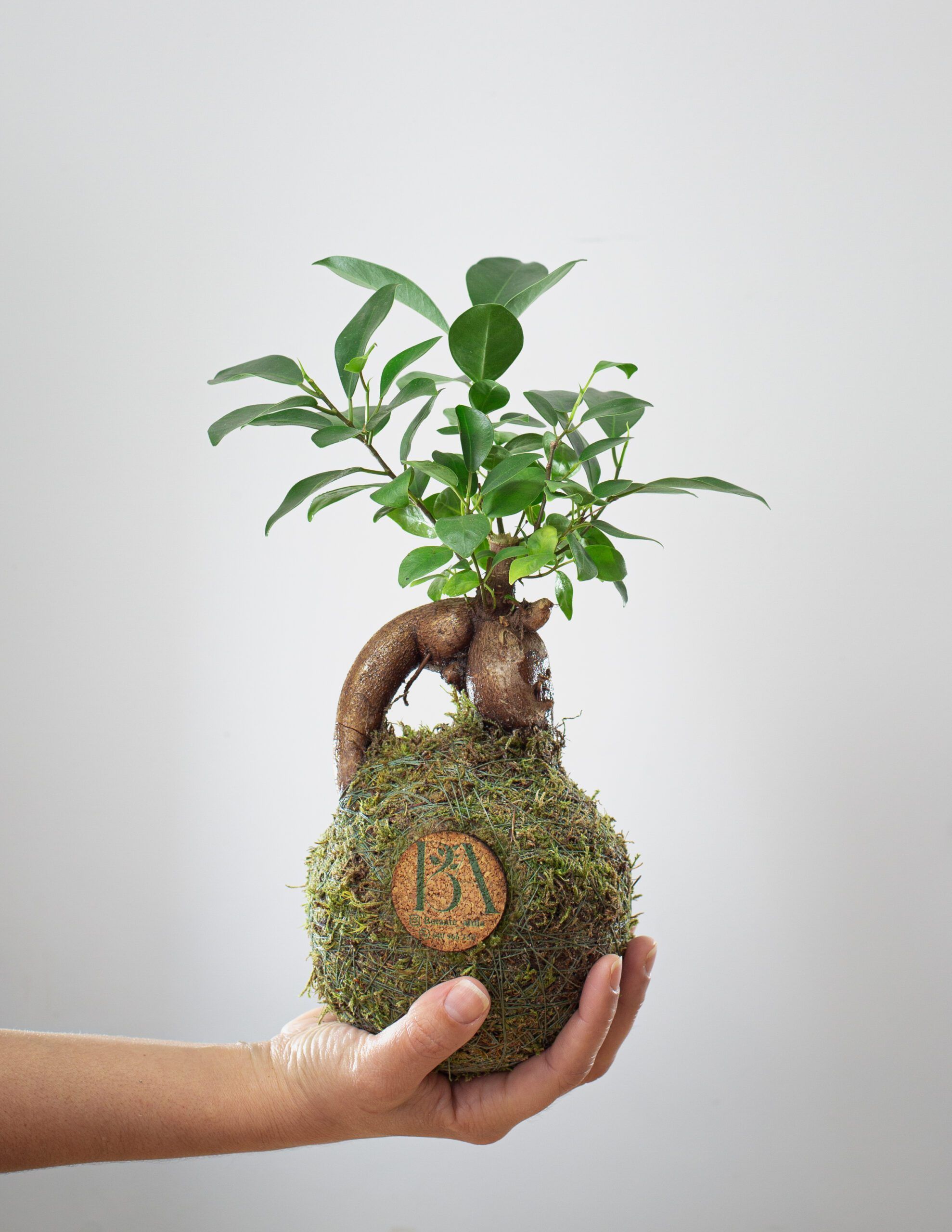 Mini Ficus Ginseng 5 Mini Ficus Ginseng - Imagen 5