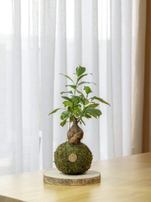 Mini Ficus Ginseng - Sin base
