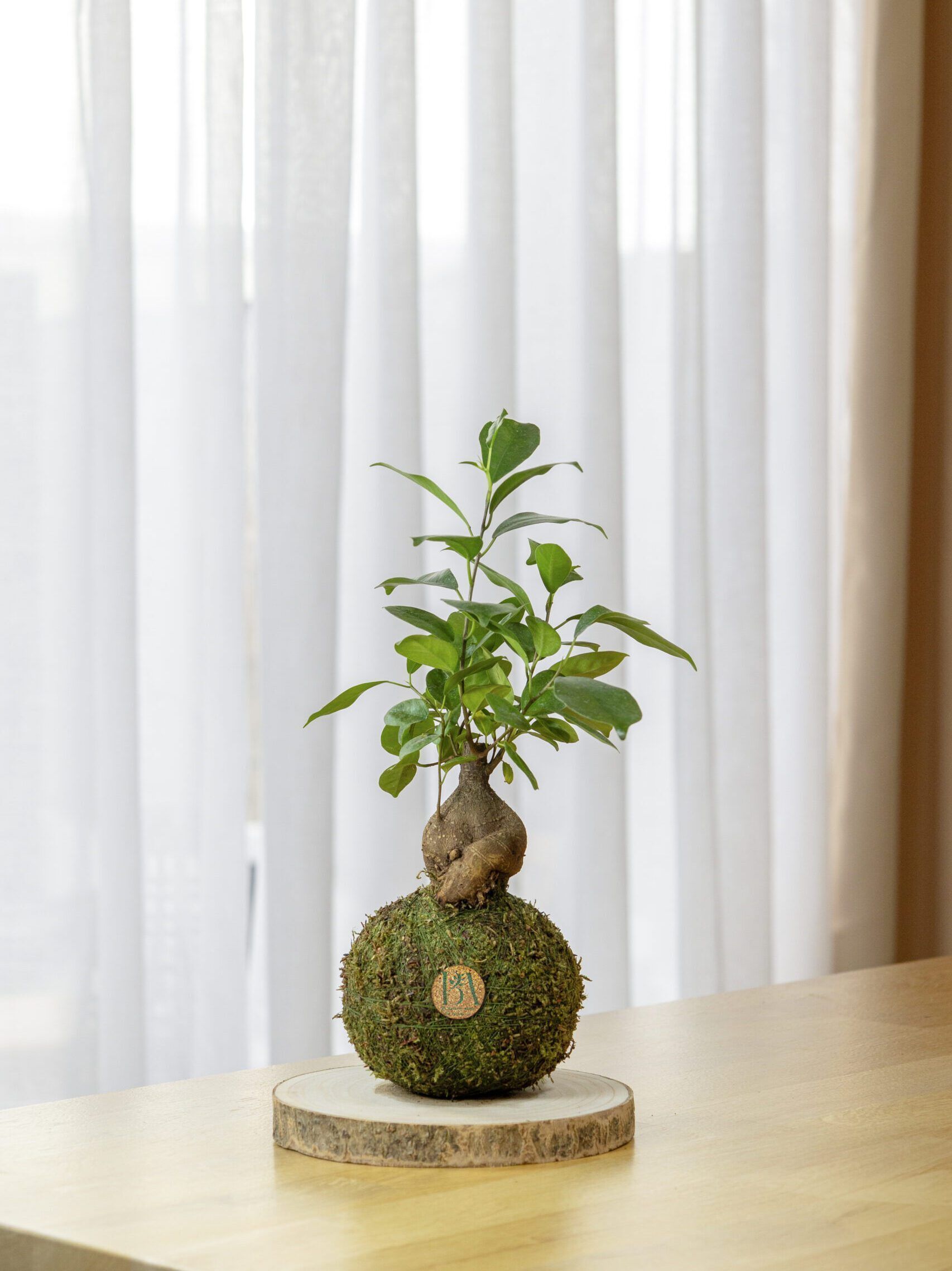 Mini Ficus Ginseng 1 Mini Ficus Ginseng