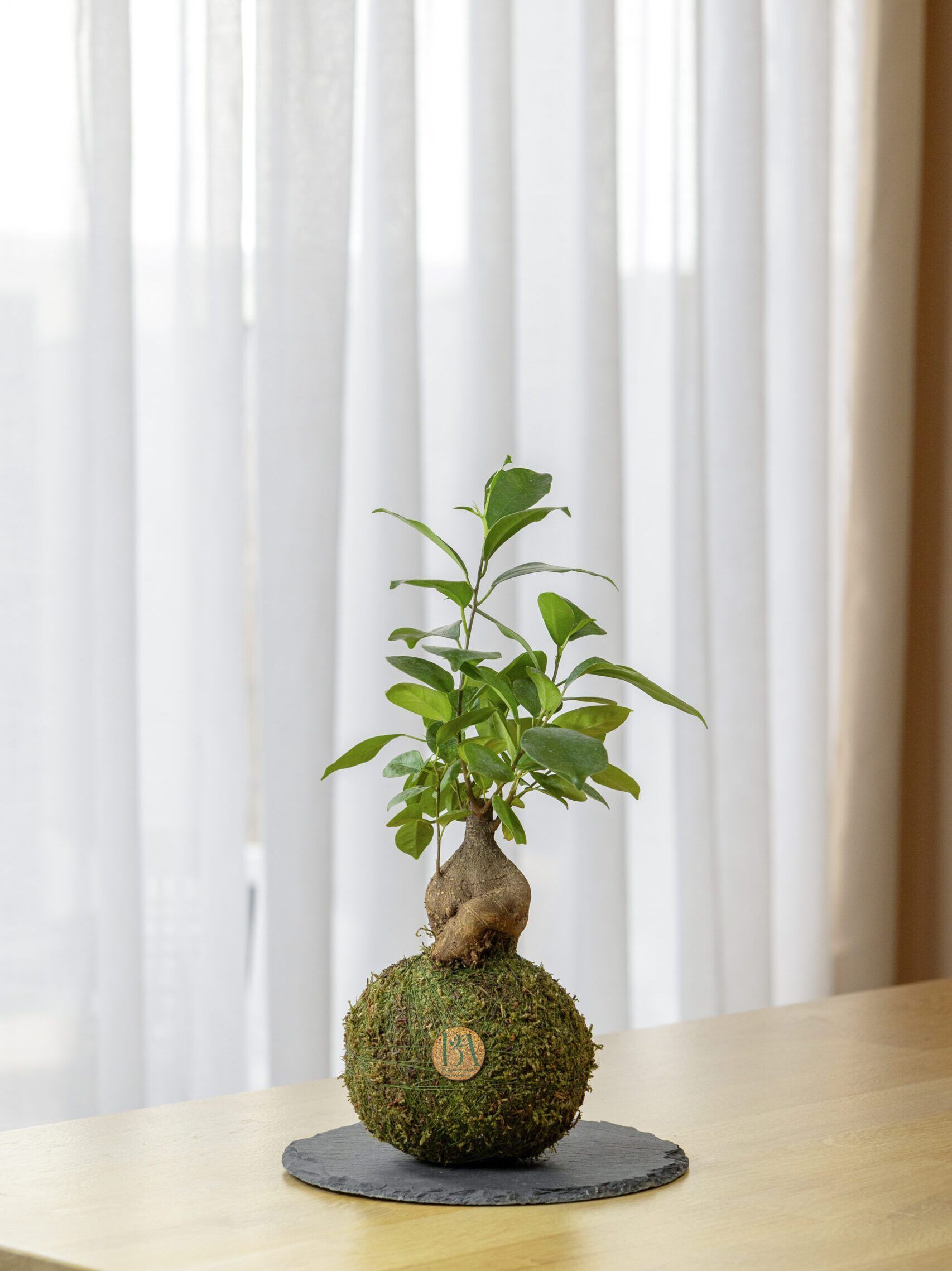 Mini Ficus Ginseng 2 Mini Ficus Ginseng - Imagen 2