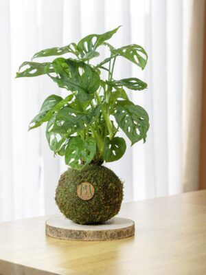 Monstera Adansonii