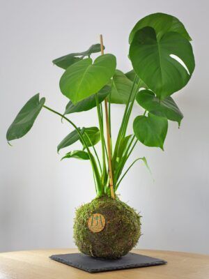 Monstera Deliciosa