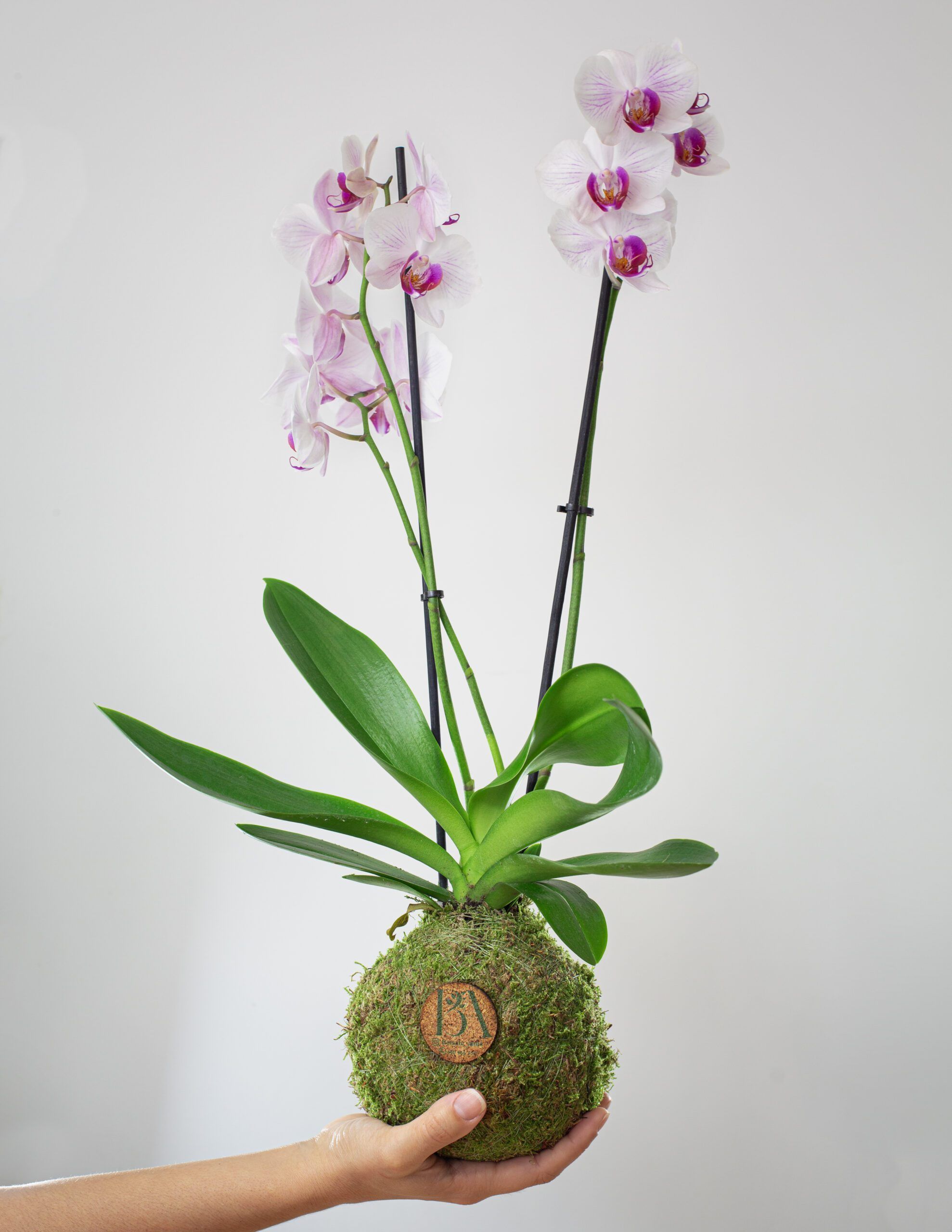 Orquídea 2 Orquídea - Imagen 2