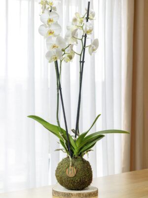 Orquídea
