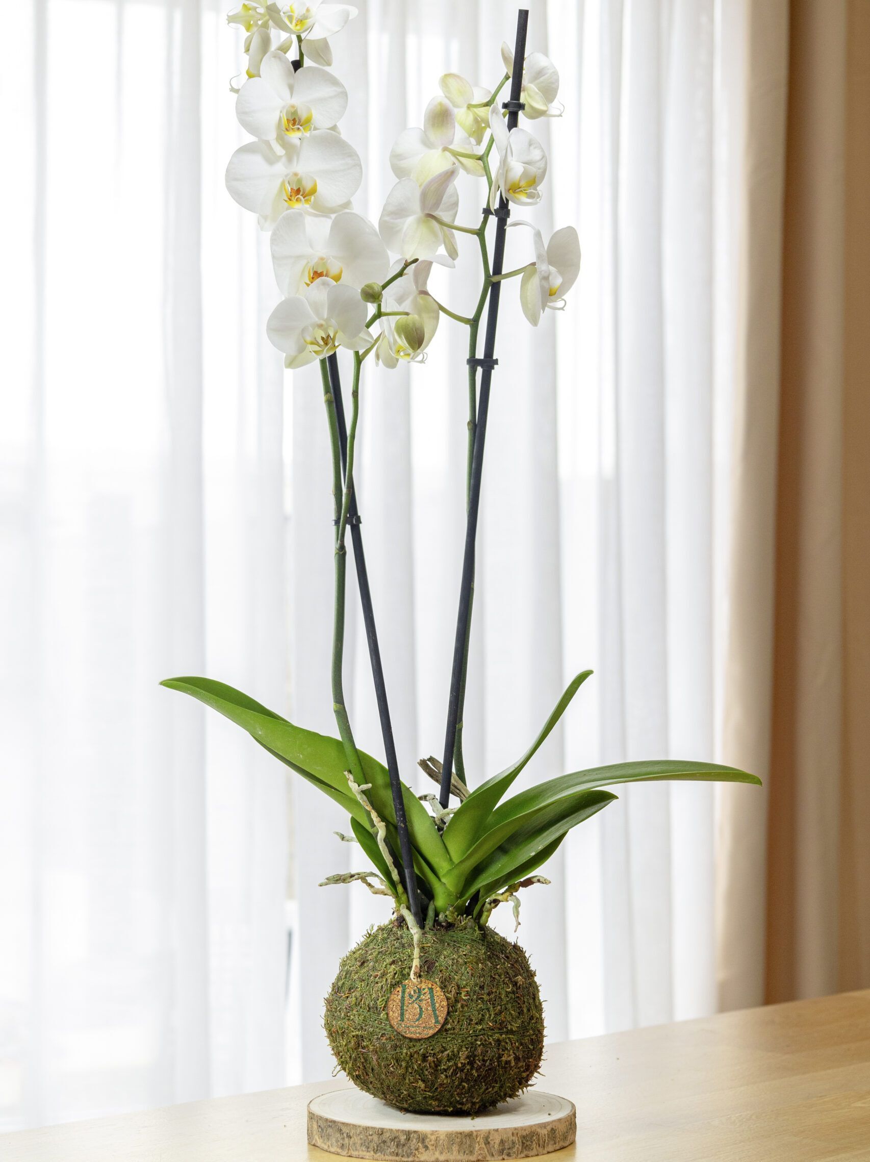 Orquídea 1 Orquídea