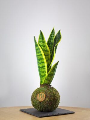 Sansevieria