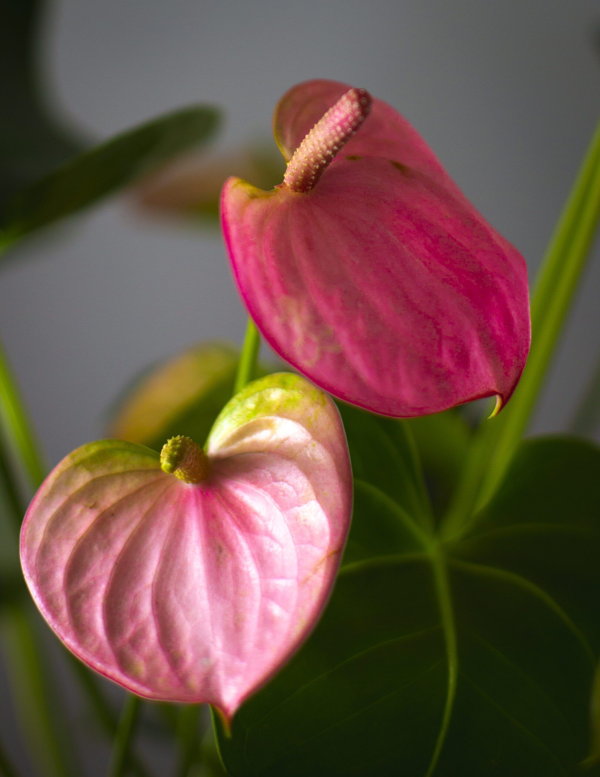 Anthurium Rosa 4 Anthurium Rosa - Imagen 4