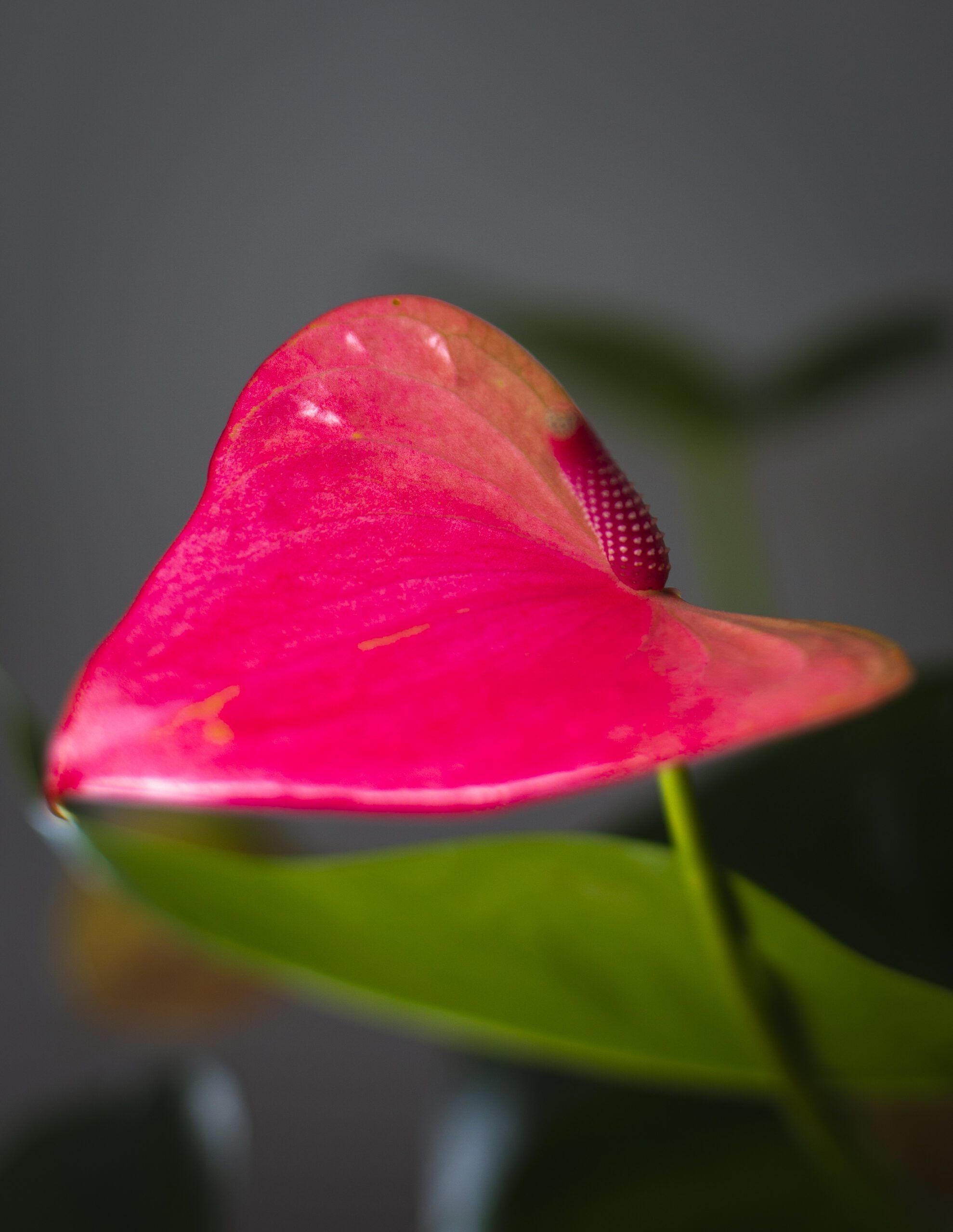 Anthurium Rosa 3 Anthurium Rosa - Imagen 3
