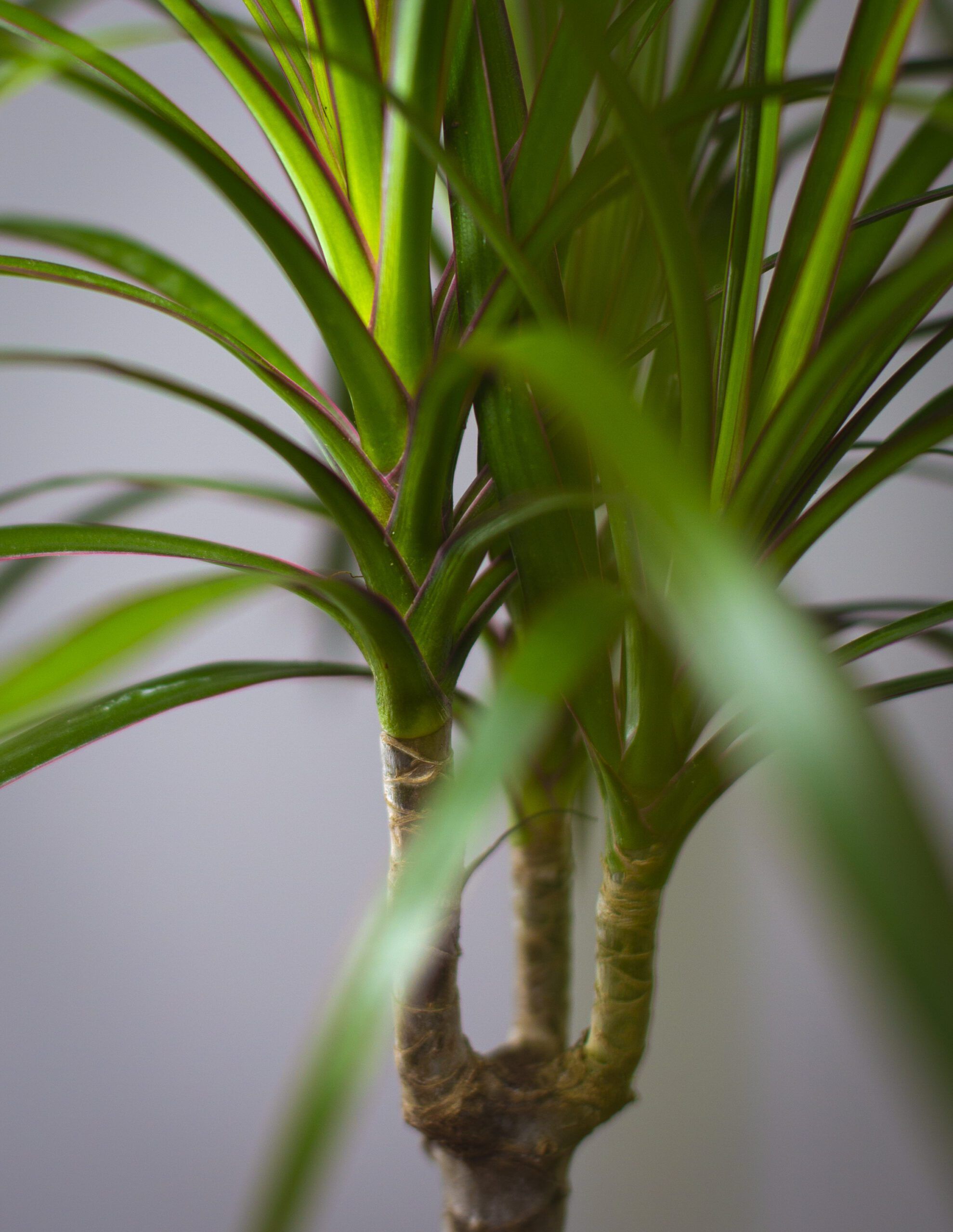 Dracaena Marginata 3 Dracaena Marginata - Imagen 3