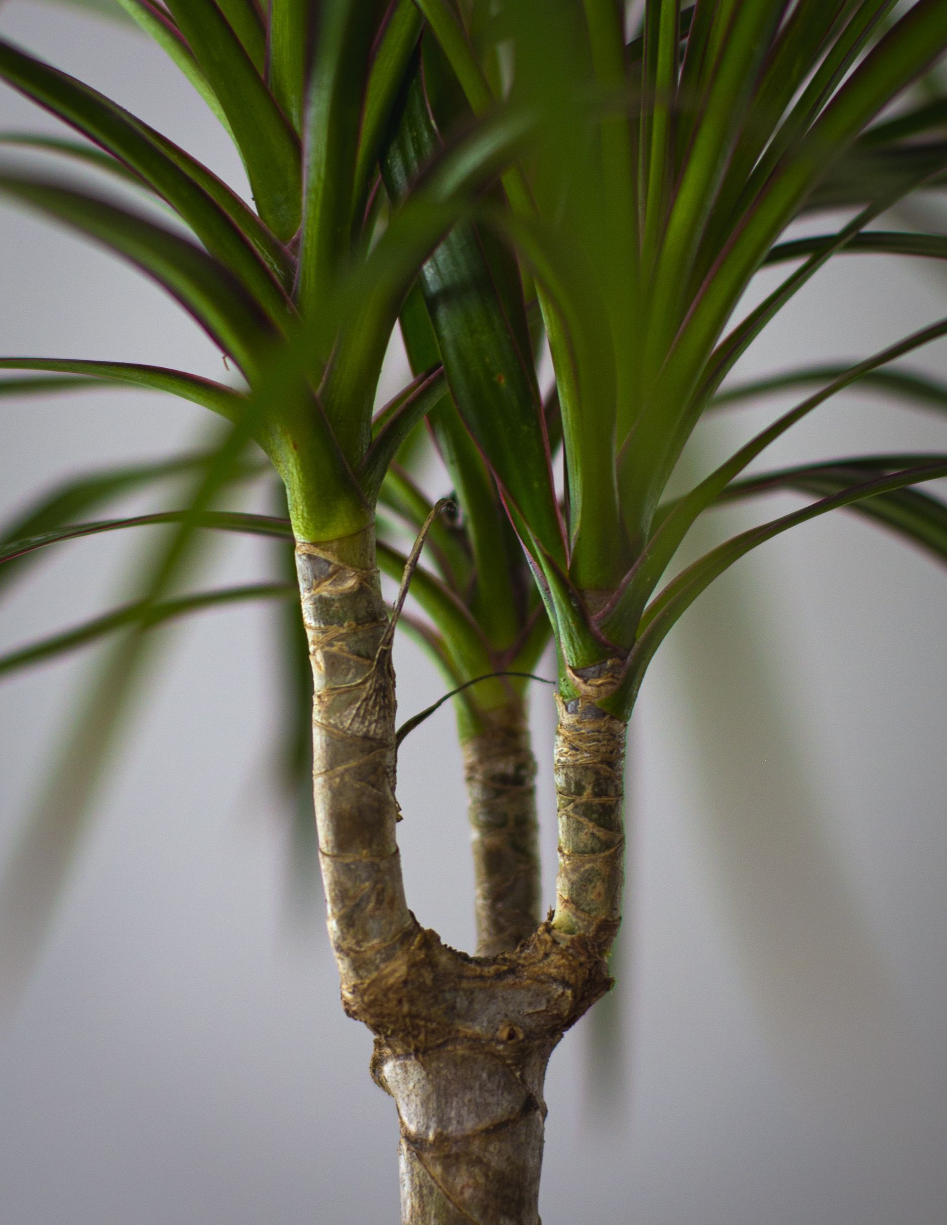 Dracaena Marginata 4 Dracaena Marginata - Imagen 4