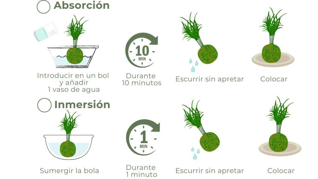 ¿Cómo regar las Kokedamas? 2 Diseno de riego