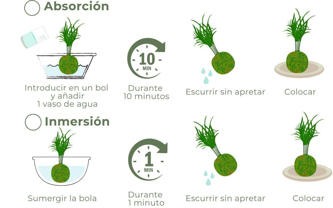 ¿Cómo regar las Kokedamas?