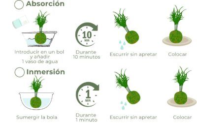 ¿Cómo regar las Kokedamas?