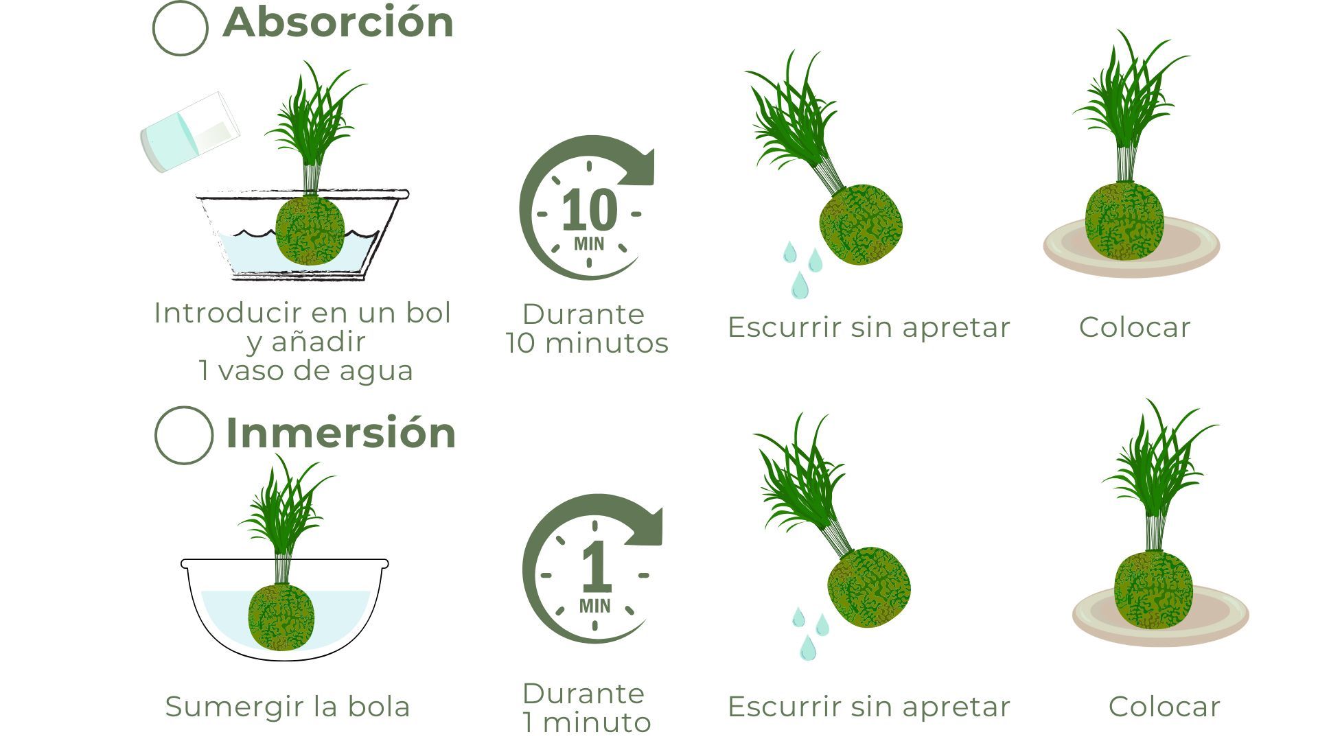 Como regar una Kokedama