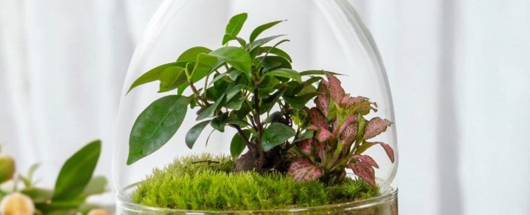 ¿Qué es un terrario eterno y como funciona?