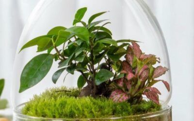 ¿Qué es un terrario eterno y como funciona?