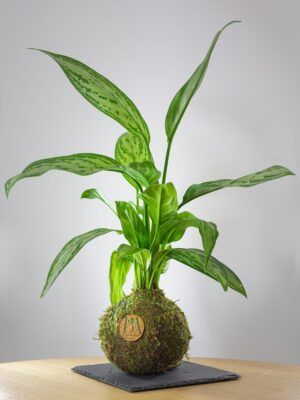 Aglaonema