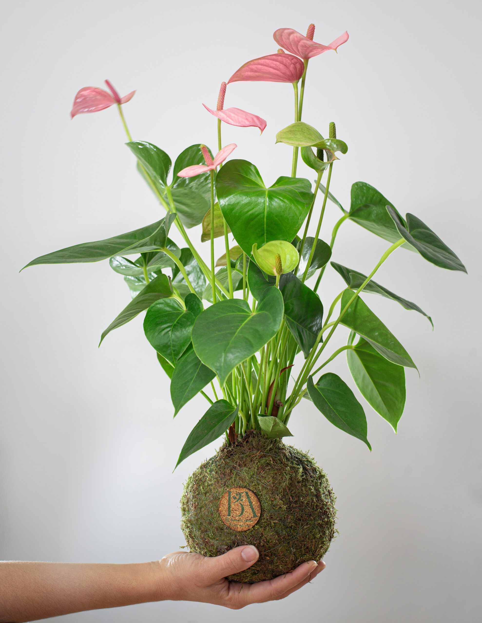 Anthurium Rosa 5 Anthurium Rosa - Imagen 5