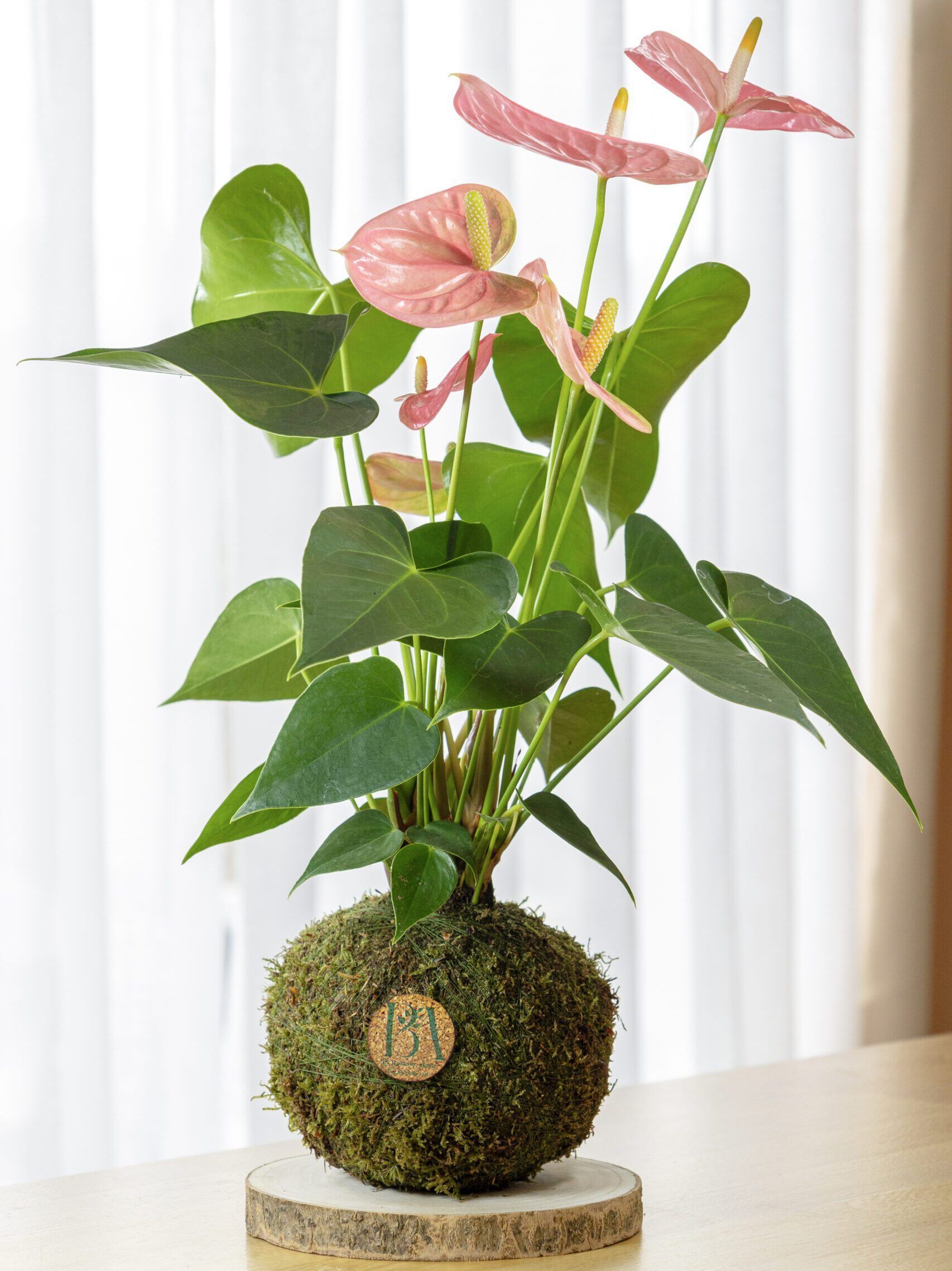 Anthurium Rosa 1 Anthurium Rosa