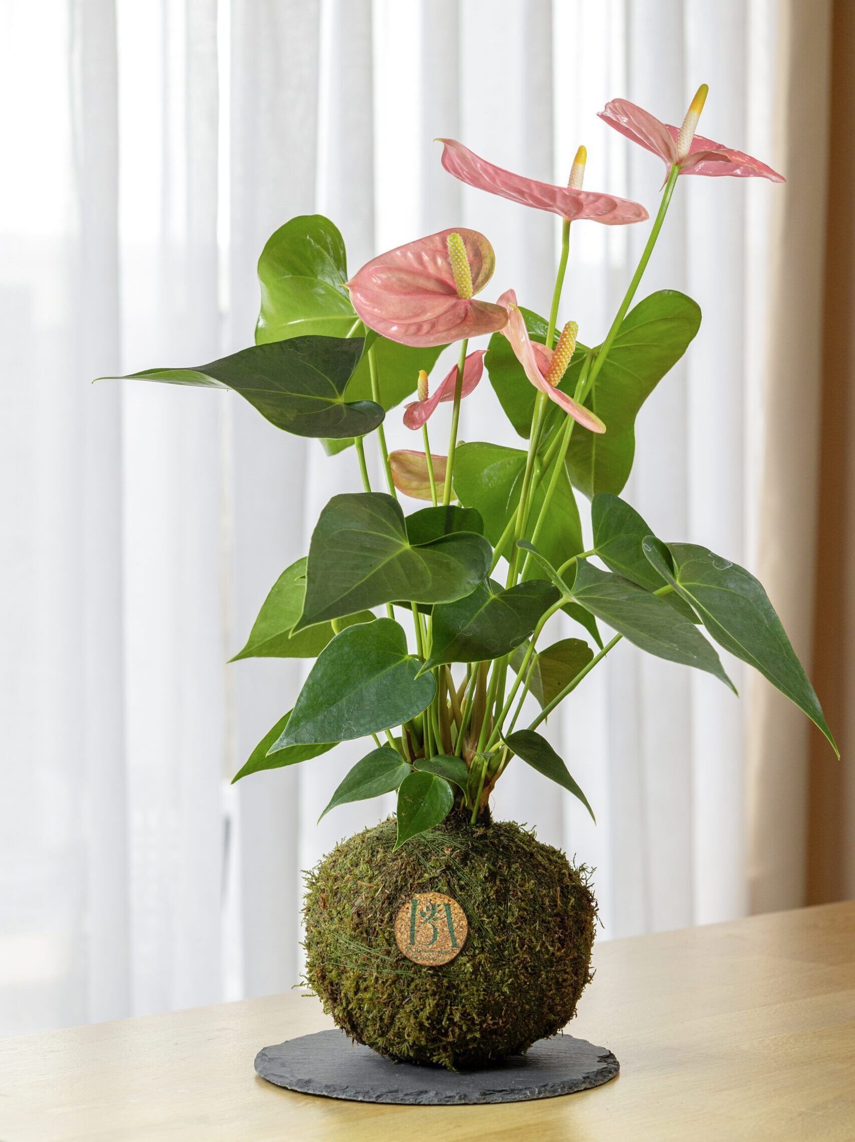 Anthurium Rosa 2 Anthurium Rosa - Imagen 2