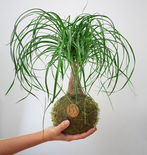 Kokedama Beaucarnea en Mano