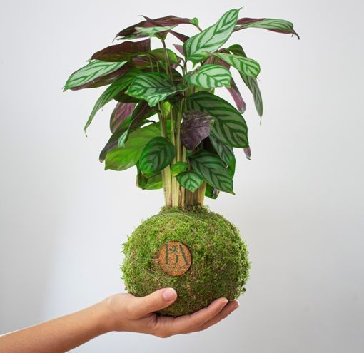 Kokedama Calathea en Mano web 1