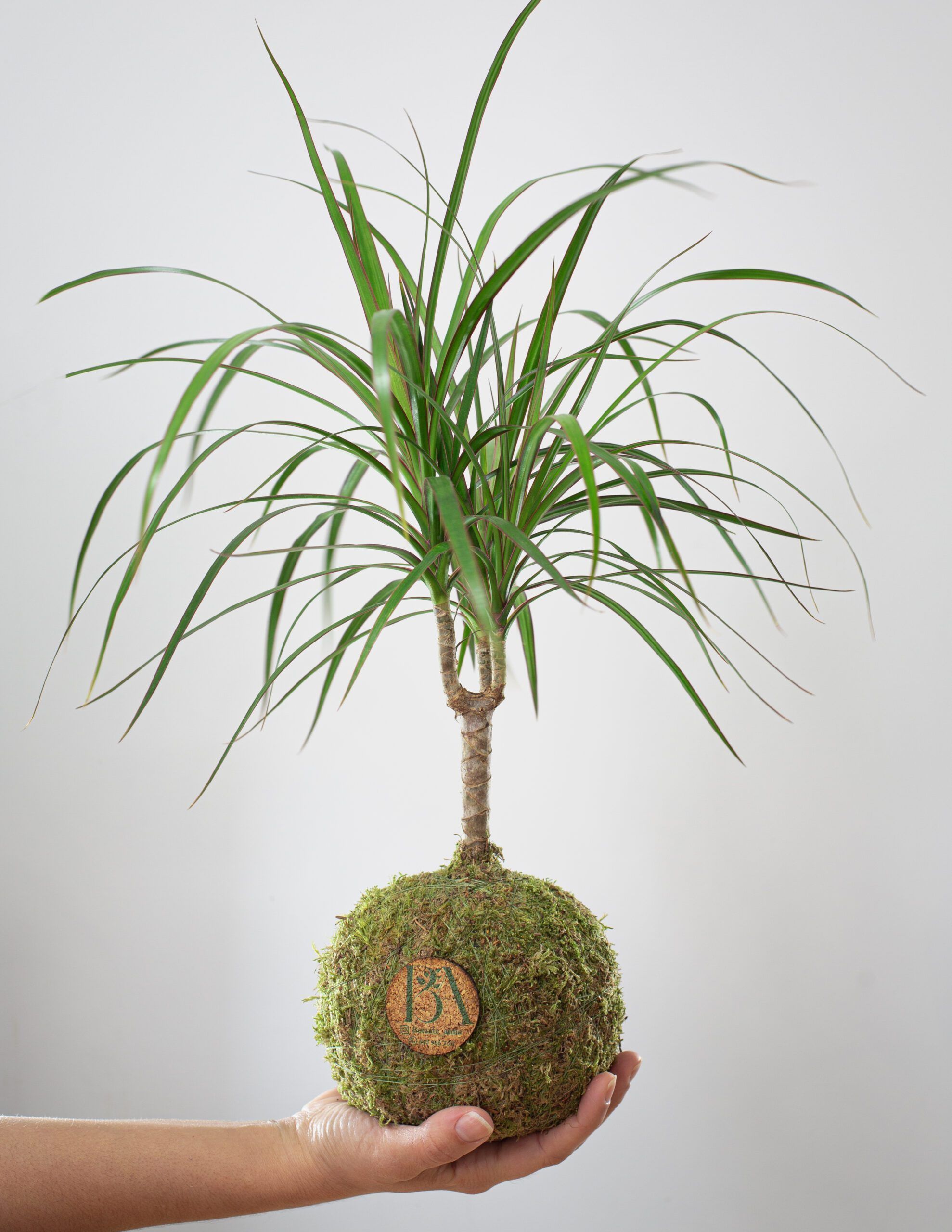 Dracaena Marginata 5 Dracaena Marginata - Imagen 5