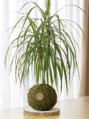 Dracaena Marginata