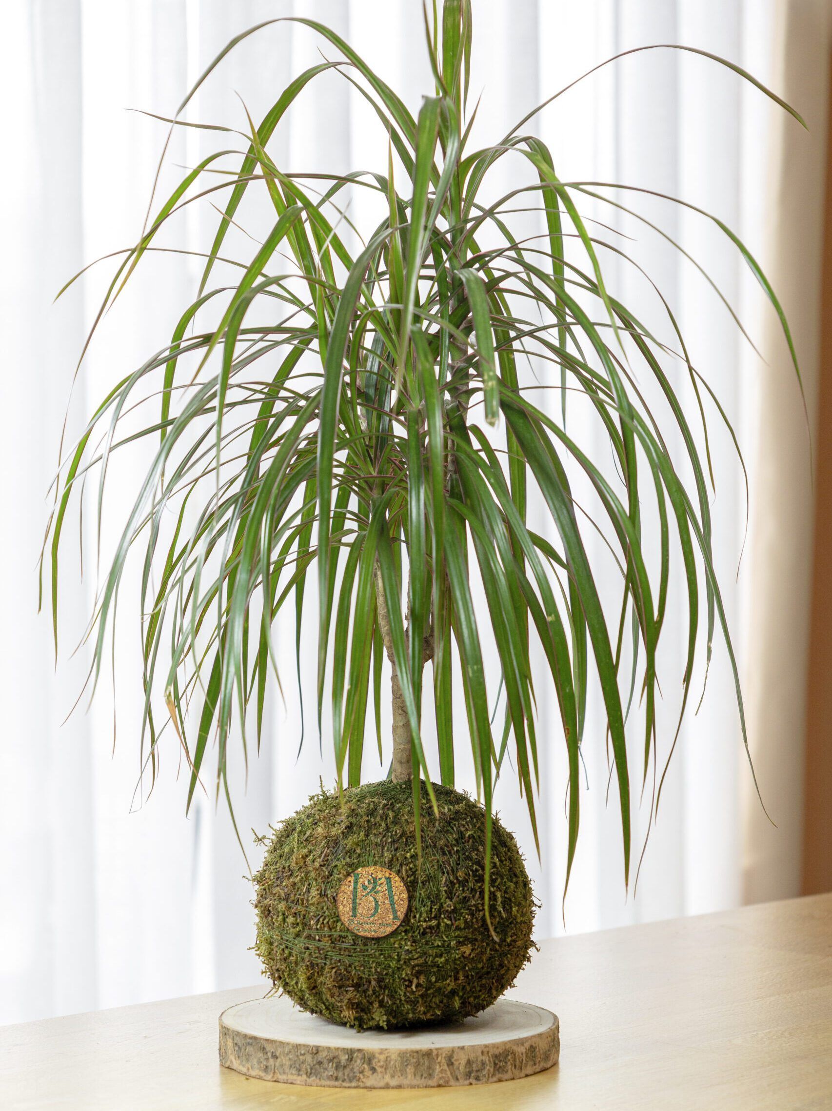 Dracaena Marginata 1 Dracaena Marginata
