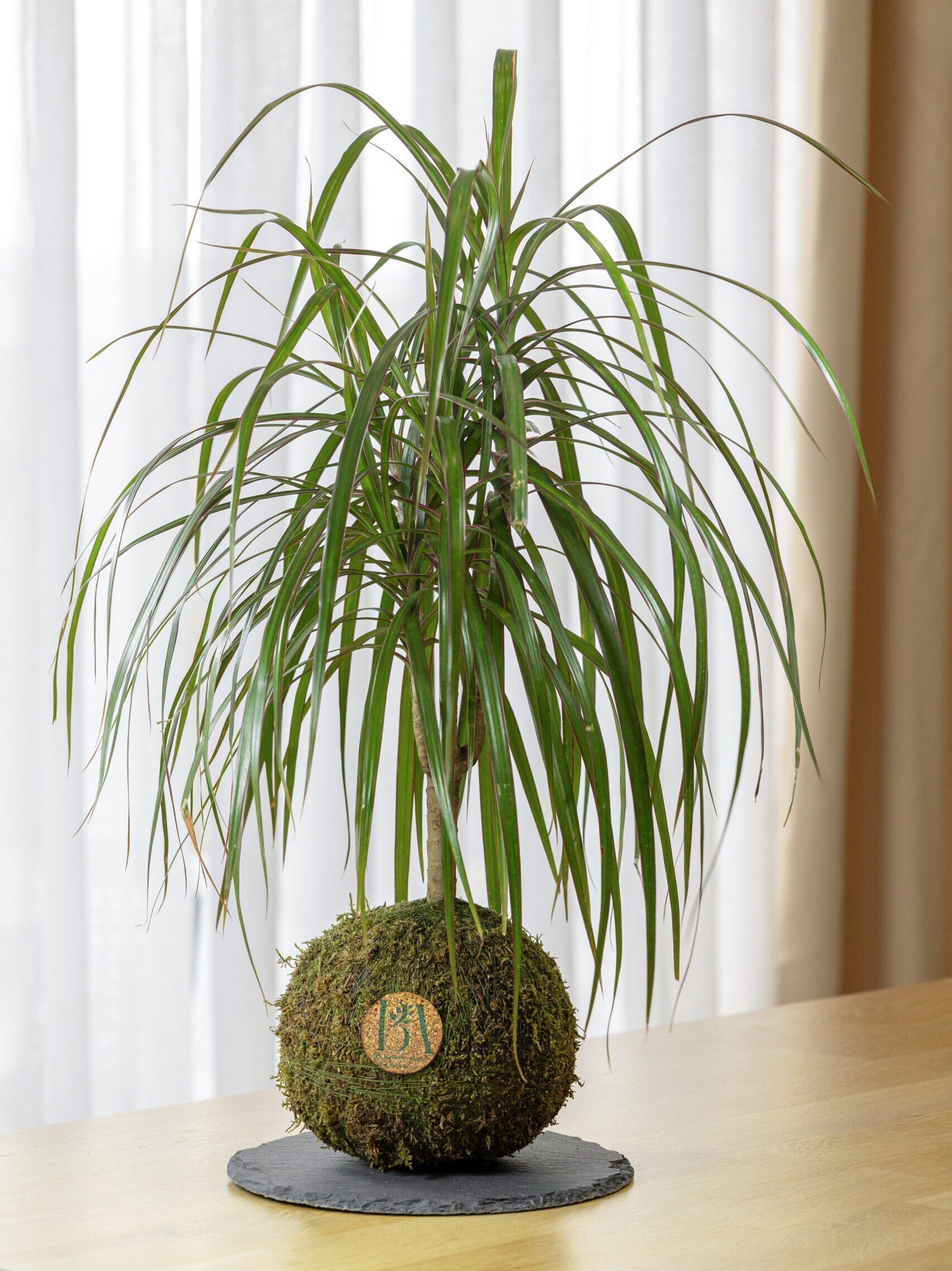 Dracaena Marginata 2 Dracaena Marginata - Imagen 2