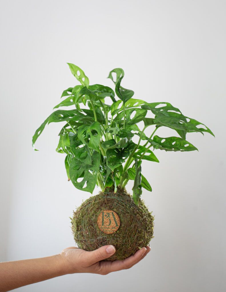 Kokedama Monstera Adansonii