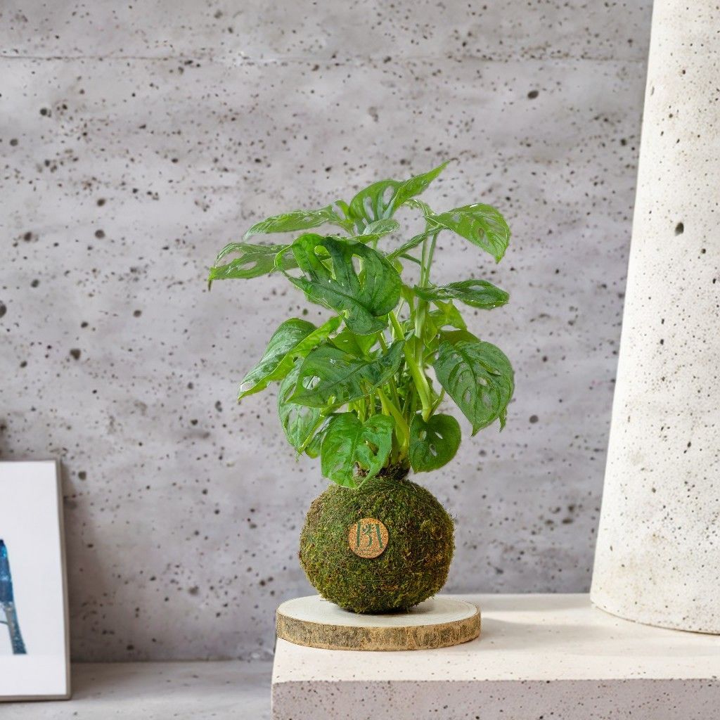 Kokedama Monstera Adansonii en estanteria de cemento
