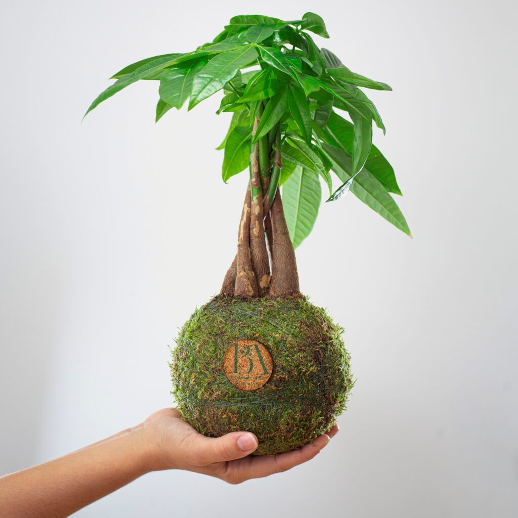 Kokedama Pachira Trenzada en Mano recortada