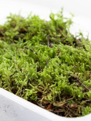 Musgo de Bosque: Tarrina 1L
