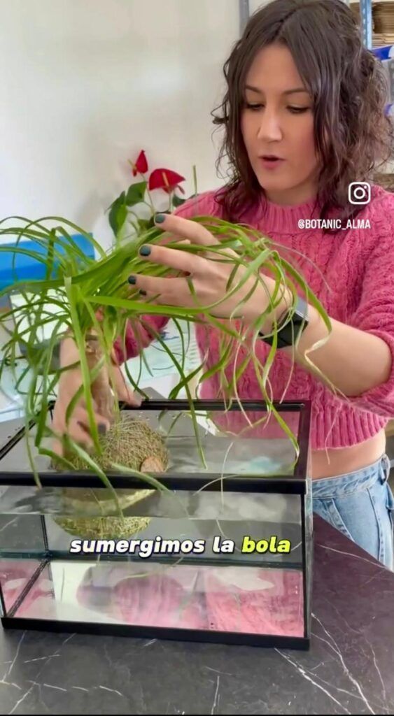 ¿Cómo regar las Kokedamas? 1 Riego de las Kokedamas