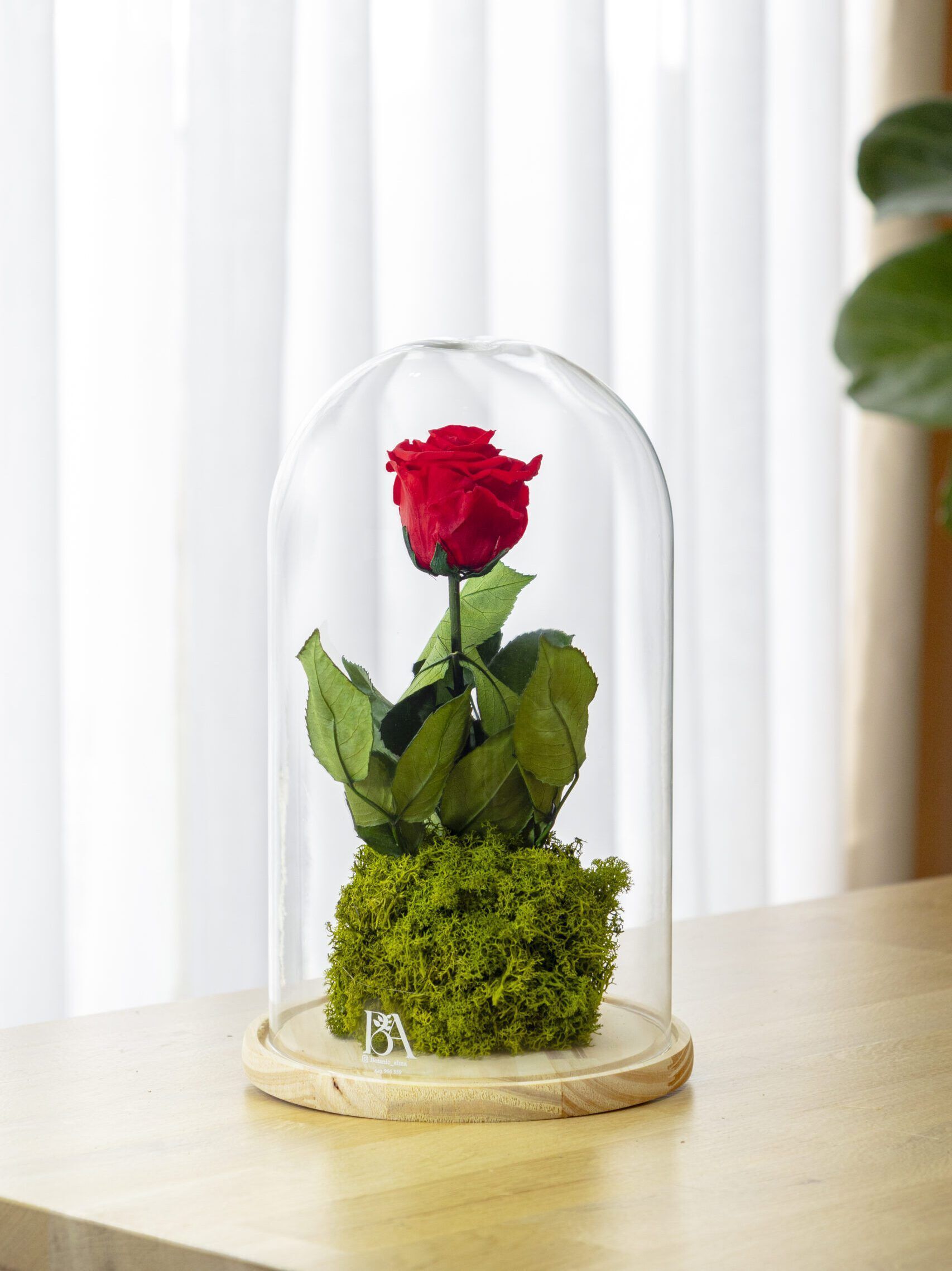 Rosa Eterna Ikigai Decorativa 1 scaled e1726390345565