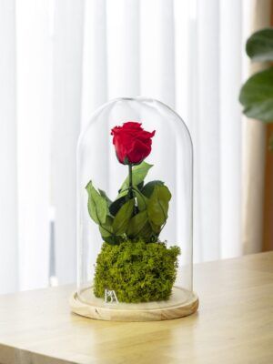 Rosas eternas 1 Rosa Eterna Ikigai