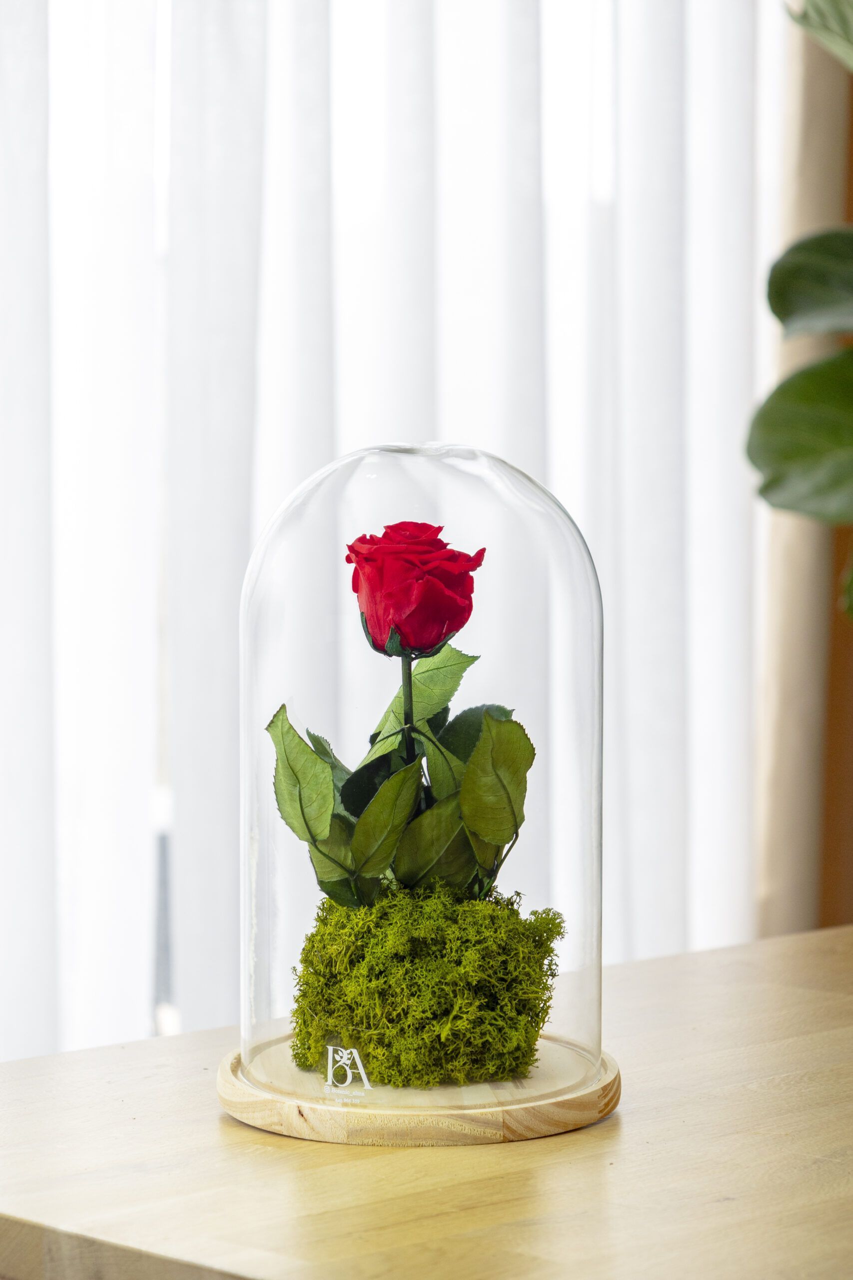 El Regalo Perfecto para Sant Jordi 2 Rosa Eterna Ikigai cúpula de cristal